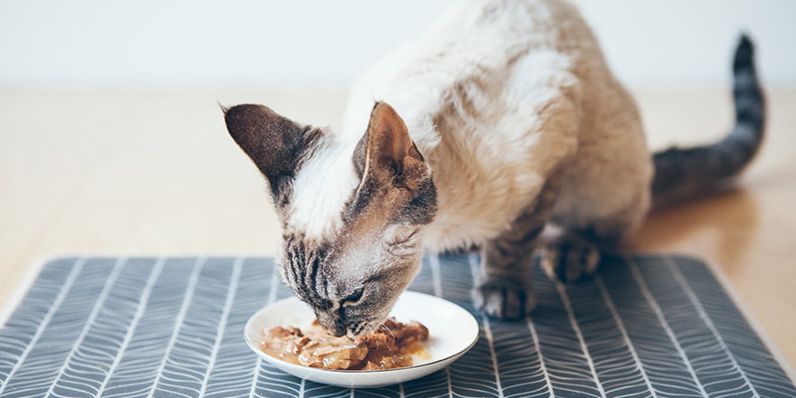 Feeding cat with tuna tin