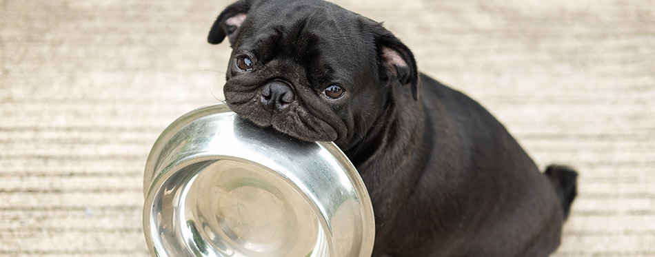 Funny pug dog bite stainless bowl wait to eat dog food on concrete floor.