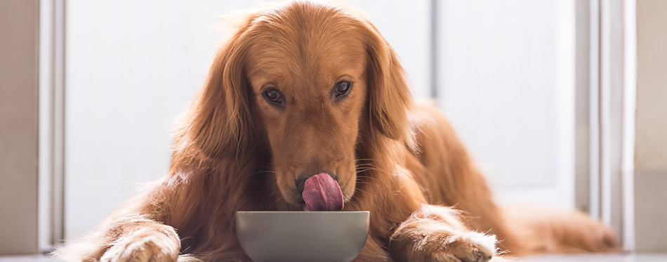 Golden Retriever eating