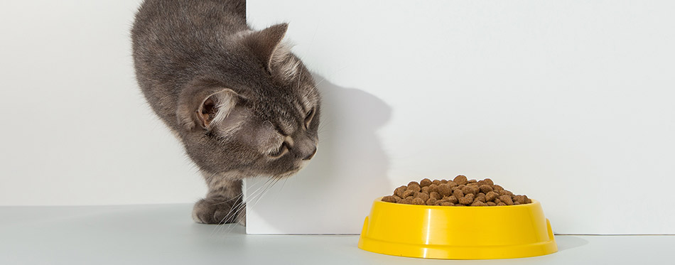 Grey cat peeps out of the corner, animal emotions, looks at bowl of food, on a white background, concept. 