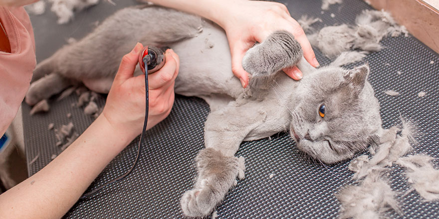 Grooming master cuts and shaves cares for a cat