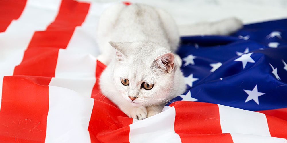 History’s-Famous-Felines-Of-The-White-House