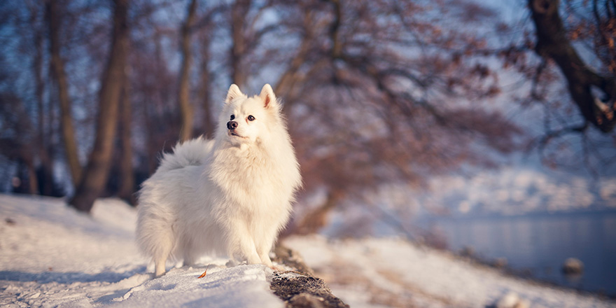 Japanese Spitz in the Park in winter. 