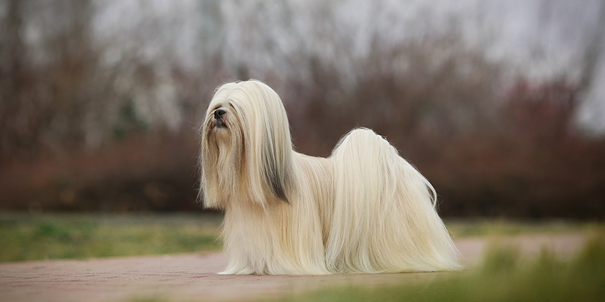 Lhasa apso dog show champion portrait in Slovakia