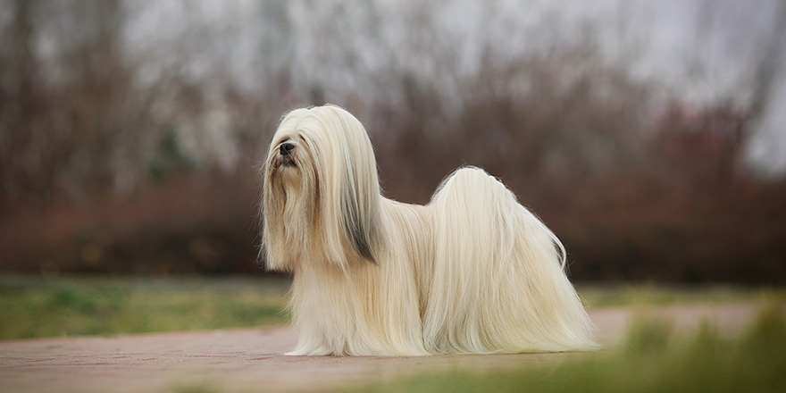 Lhasa apso dog show champion portrait in Slovakia