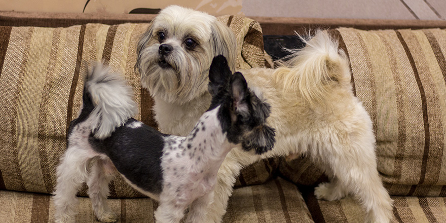 Little white-brown Shih Tzu dog