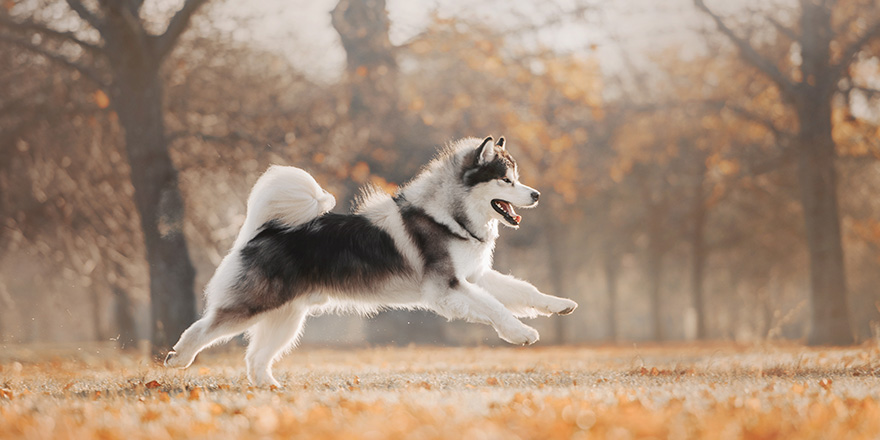 Malamute dog running on autumn's trees background in park