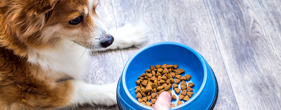 Man feeds dry food from a bowl to the dog on the kitchen floor.