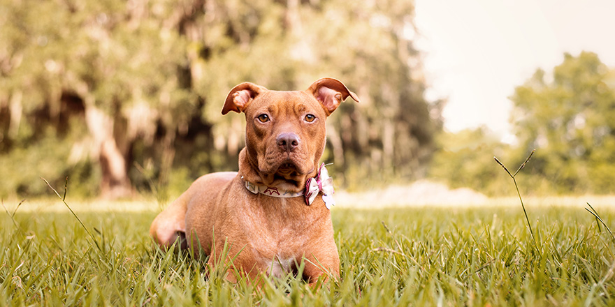 Pitbull mix dog enjoying a sunny day at the park