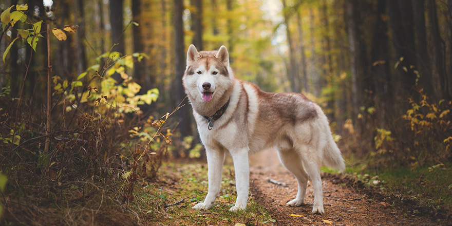 Portrait of gorgeous Siberian Husky dog standing in the bright enchanting fall forest.