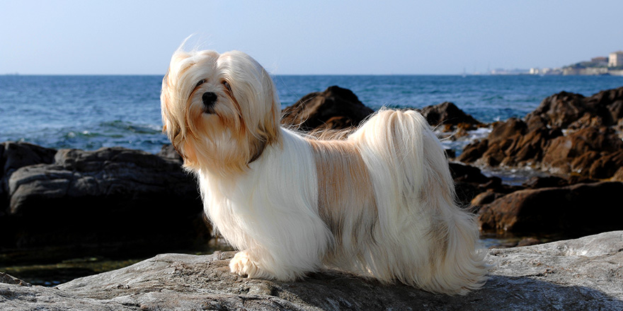 Portrait of lhasa apso dog at sea.