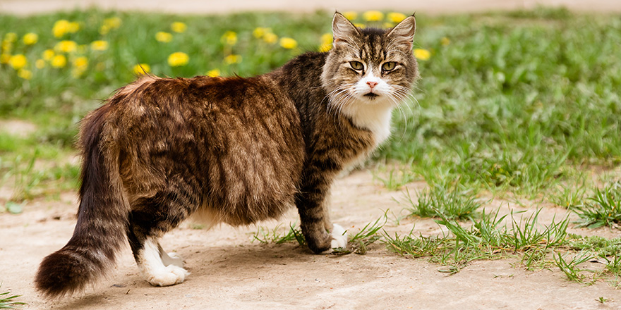 Portrait of pregnant cat walking on the lawn