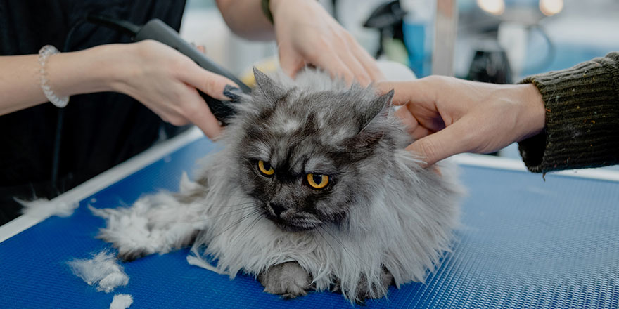 Professional groomer cuts fluffy cat's fur with trimmer in pet beauty salon