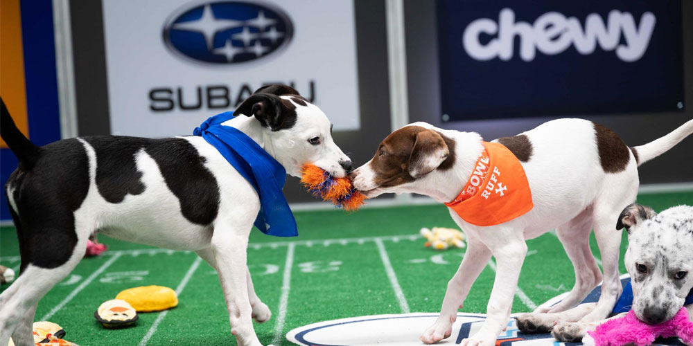 Puppy Bowl 2022