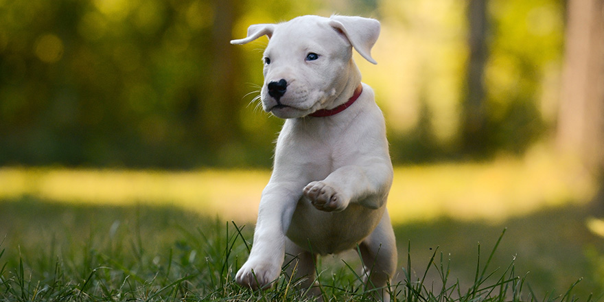 Puppy Dogo Argentino plays in grass