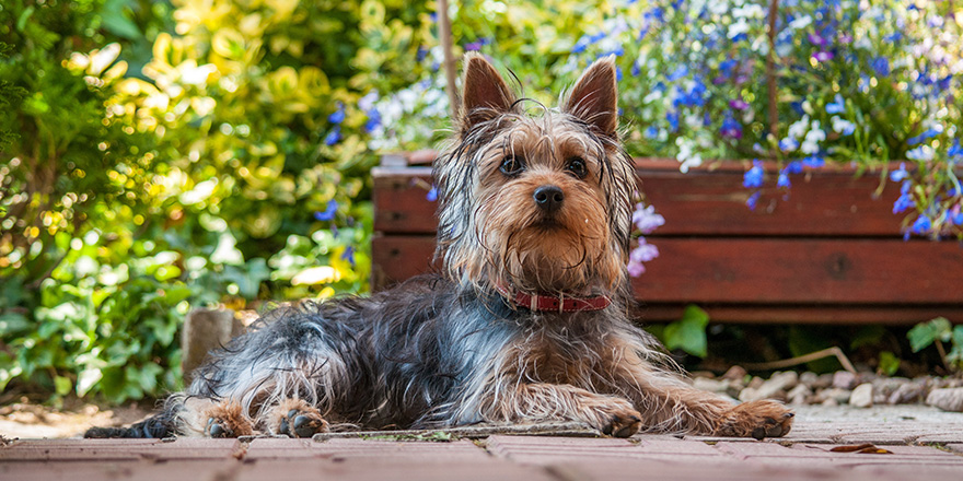 Puppy of a Australian Silky Terrier sits in the garden in summer