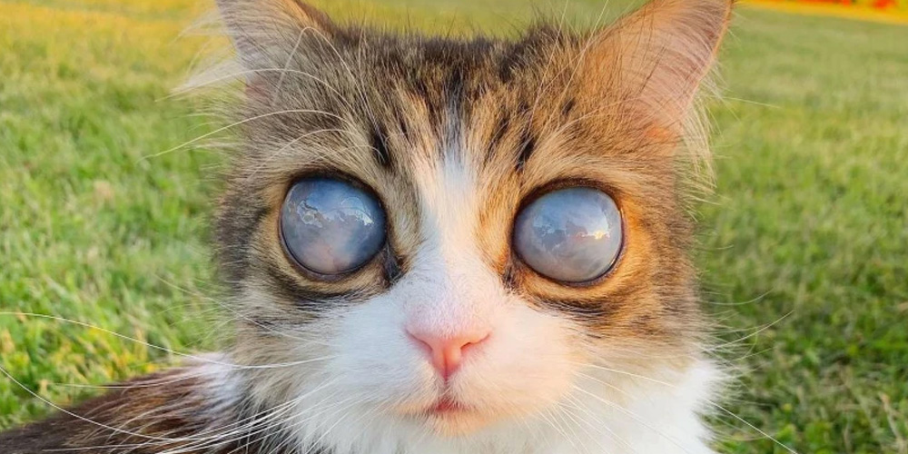 Rare Disorder Causes Cat To Develop Cosmic Moon Eyes