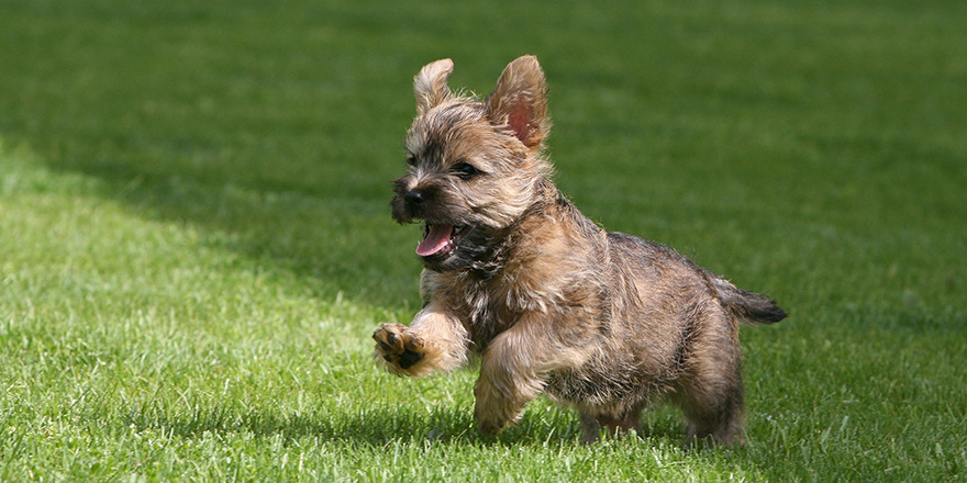 Running Cairn Terrier Puppy