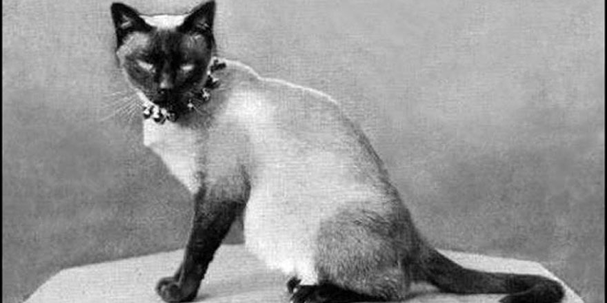Rutherford B. Hayes - Siamese cat