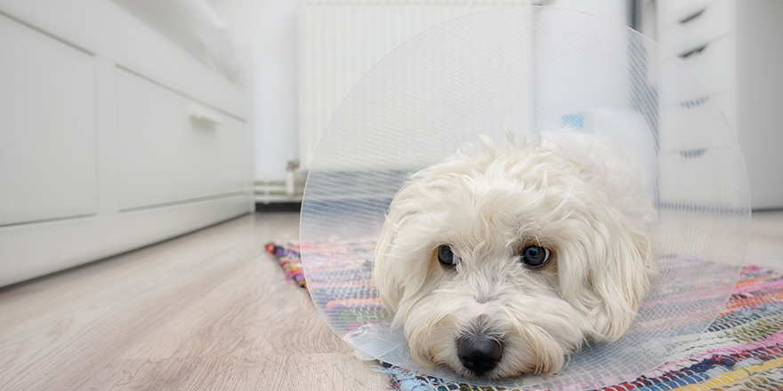 Sad Maltese dog with plastic elizabethan (buster) collar