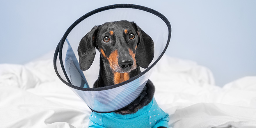 Sad dachshund dog wearing pajamas in rehabilitation is lying at home or in hospital room after treatment with surgery recovery collar around neck to prevent wound from licking, front view