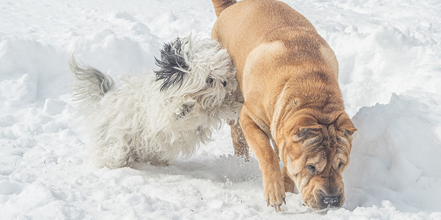 Shar pei and shih Tzu dogs playing in the snow in Michigan