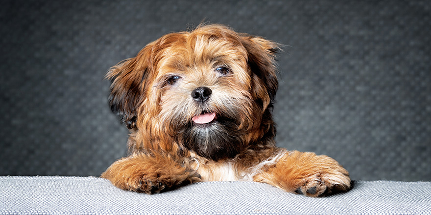 Shichon, Zuchon, Shih Tzu-Bichon mix or fuzzy wuzzy puppy. Selective focus.