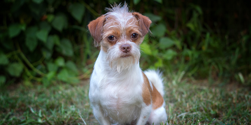 Shih Tzu Chihuahua Dog Sitting On Grassy Lawn