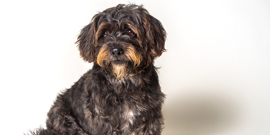 Shih Tzu Scottish Terrier mix breed dog canine with angular limb deformity sitting down isolated on white background