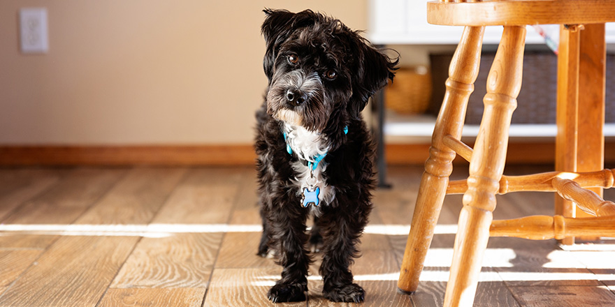 Shih Tzu x Miniature Poodle mix