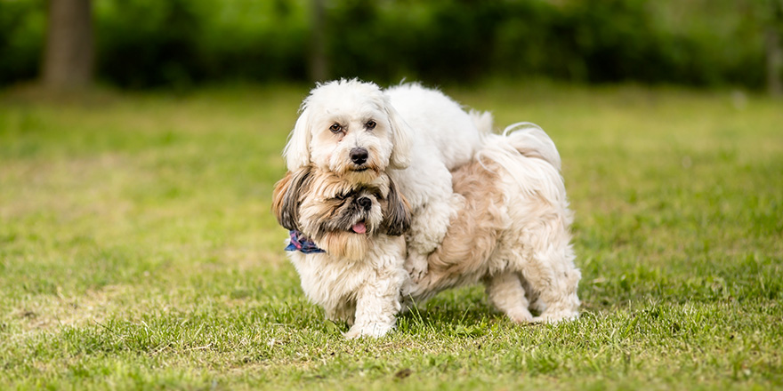 Shih tzu and Coton de Tulear best dog friends