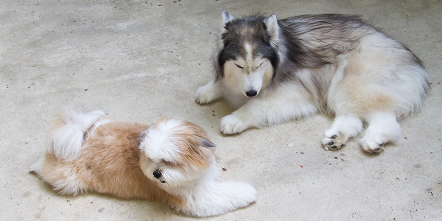 Shih tzu dog and Siberian Husky Dog