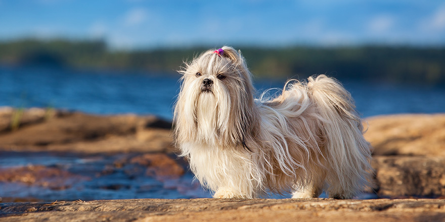 Shih-tzu dog standing on lake shore.