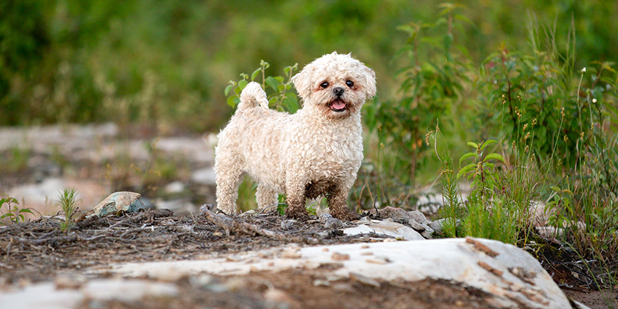 Small Tiny White Curly Hair Shih Tzu Maltese Mix Standing Outdoors Happy Playing Summertime