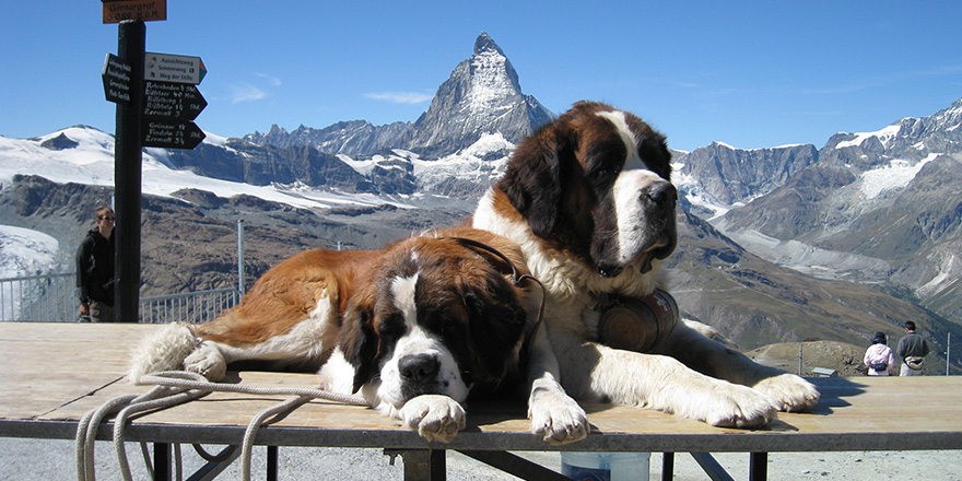 St. Bernard dogs resting nearby the Matterhorn on the Gornegrat mountain