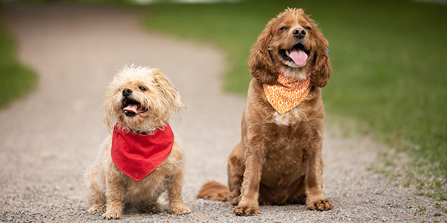 Summer portrait of two dogs sitting on a dirt pathway at a park.