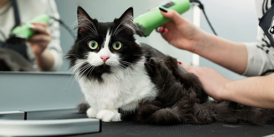 The vet uses an electric shaving machine for the cat
