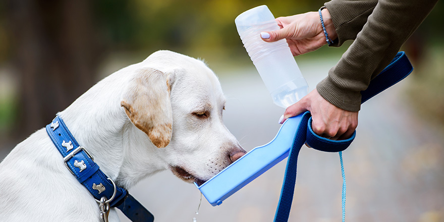 Thirsty dog drinking water from the plastic bottle in owner hands, close up photo.