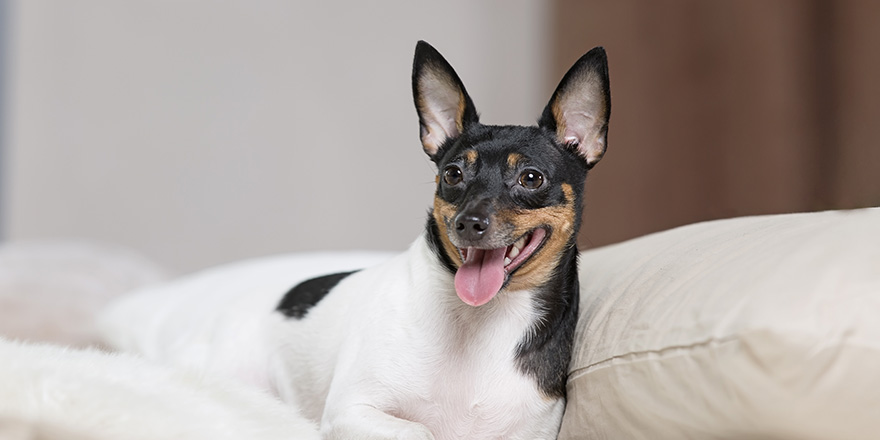 Toy Fox Terrier in Studio