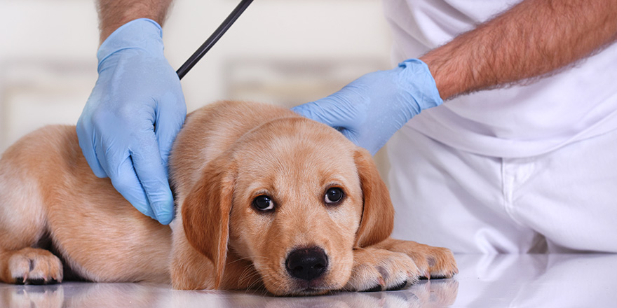 Veterinarian examining a cute dog