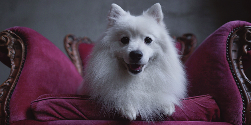 White Dog Japanese Spitz laying on the Vintage Pink Chair