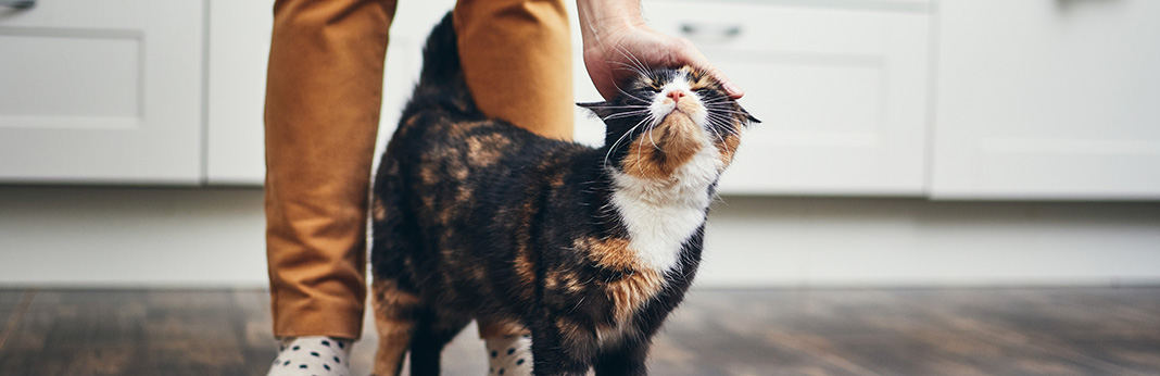 The Secret Behind the Adorable Cat Headbutt | My Pet Needs That