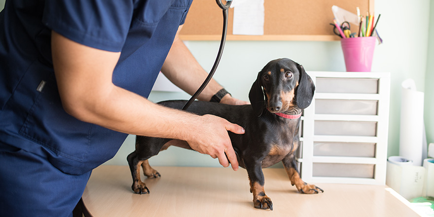 Young male veterinarian examining a young dachshound dog in his veterinarian's office on a table wearing a protective face mask, stethoscope and blue doctor's uniform.