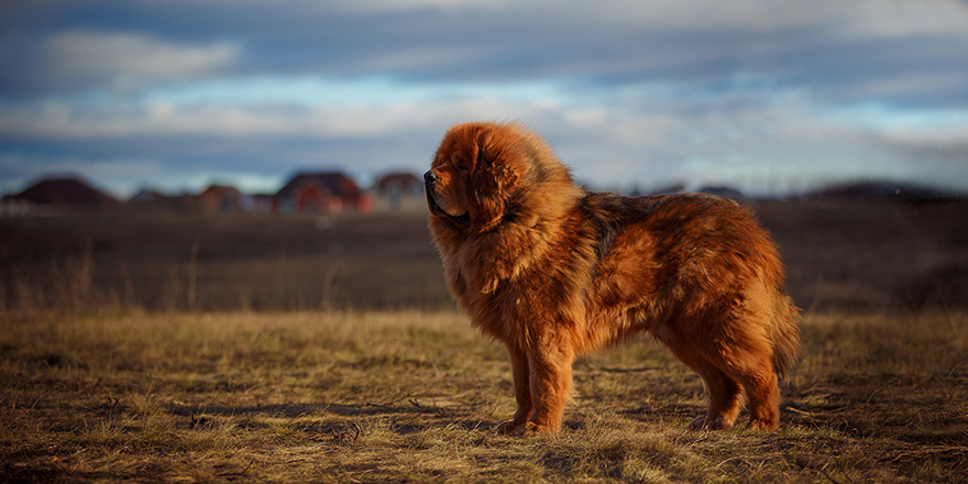 beautiful Tibetan mastiff. 