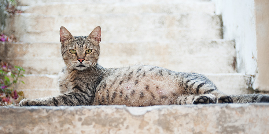 beautiful pregnant cat on a blurry background with stairs