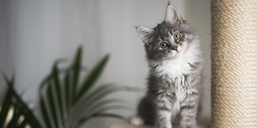 blue tabby maine coon kitten standing on cat furniture tilting head beside a houseplant in front of white curtains