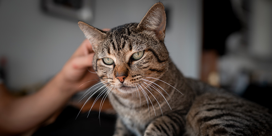 close up. gray tabby cat with green eyes enjoys the caresses of a human hand