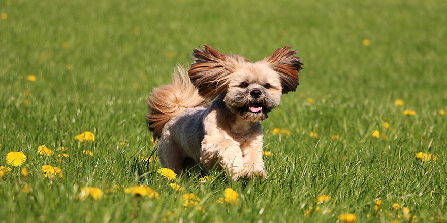 cute lhasa apso is running on a field with dandelions