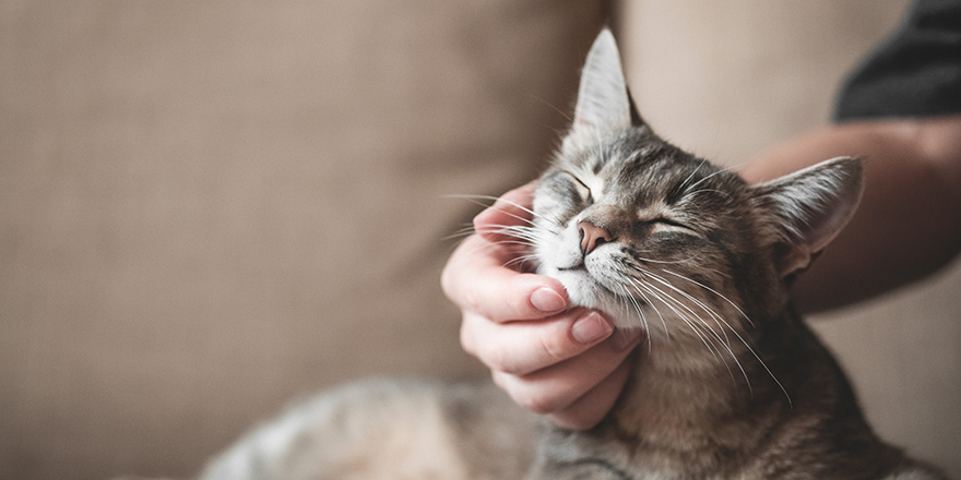 gray striped cat with woman's hand on a brown background. 