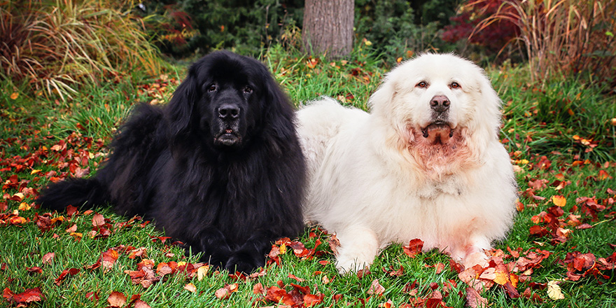 great pyrenees laying in a local park during fall with the autumn leaves on the grass around them